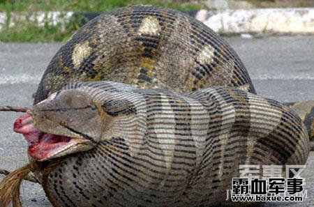 ������������ƶ�Ƥ��