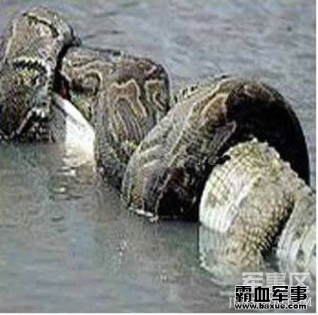 ������������ƶ�Ƥ��