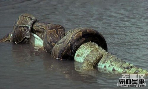 ������������ƶ�Ƥ��