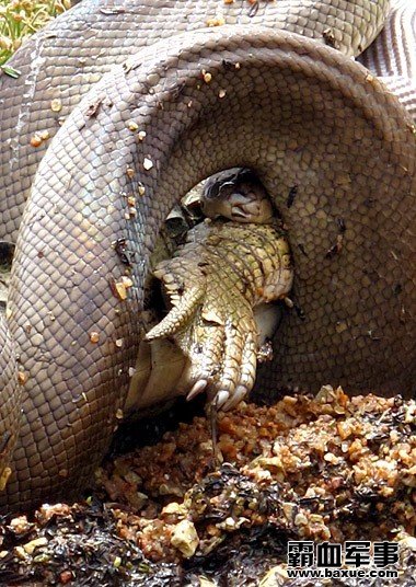 ������������ƶ�Ƥ��