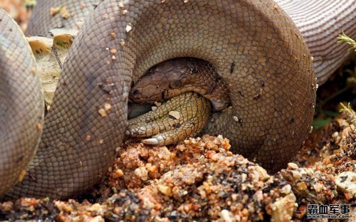 ������������ƶ�Ƥ��