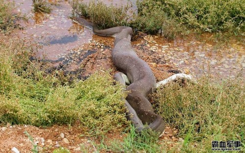 ������������ƶ�Ƥ��