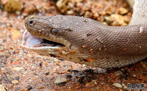 ������������ƶ�Ƥ��