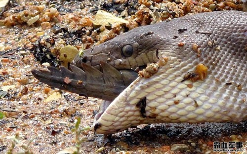 ������������ƶ�Ƥ��