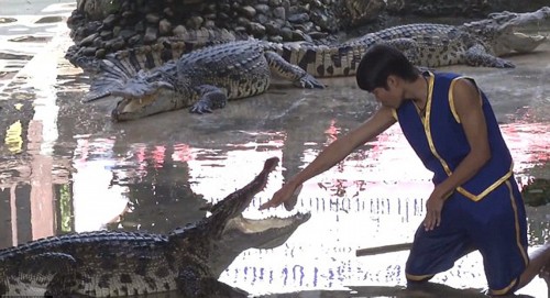 动物园艺人用生命在表演 将头伸入巨鳄血盆大