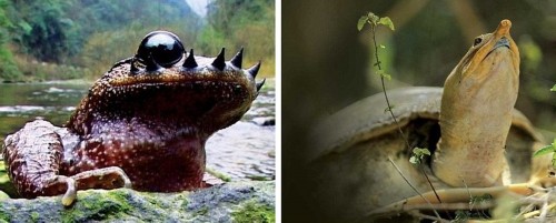 ���������ֶ���