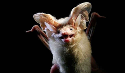 ���������ֶ���