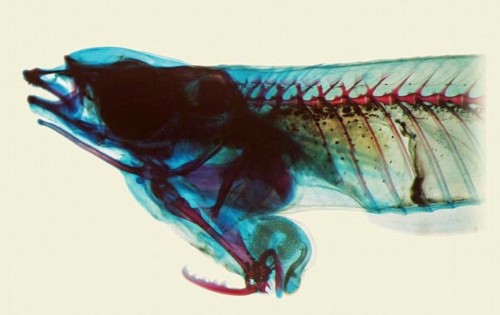 ���������ֶ���