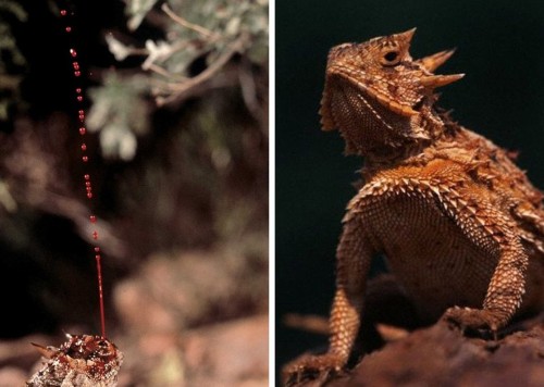 ���������ֶ���