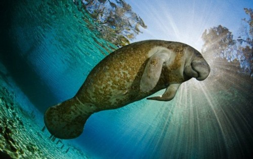 ���������ֶ���