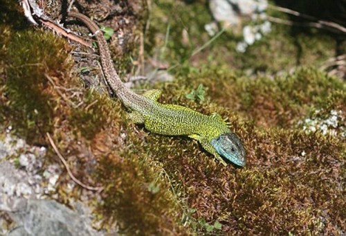 ���������ֶ���