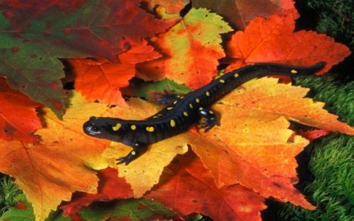 ���������ֶ���