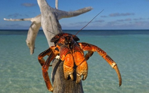 ���������ֶ���