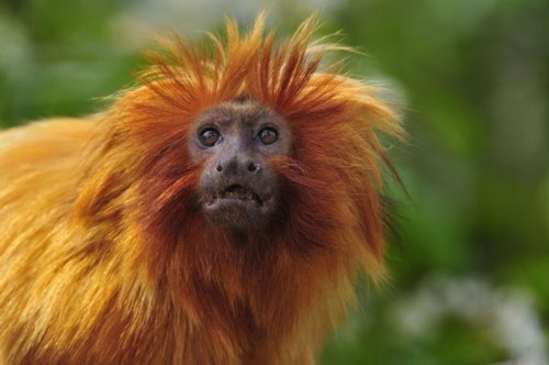 Ӣ����԰һֻ���پ��ֺ�����ˮ ��ˮ̡�Ե�