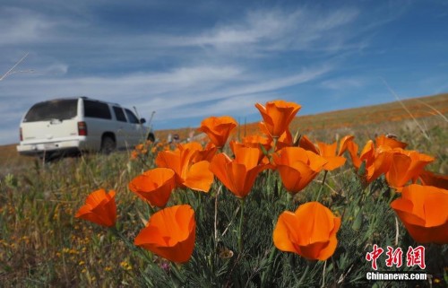 ����������ڱ�������ɺ���������