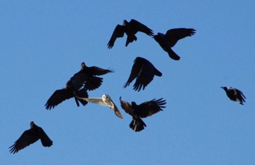 èͷӥ����ѻΧ�����˻���