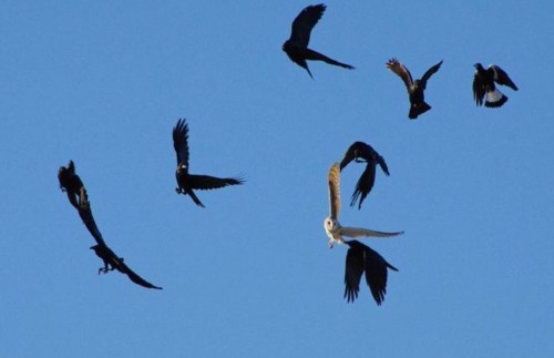 èͷӥ����ѻΧ�����˻���