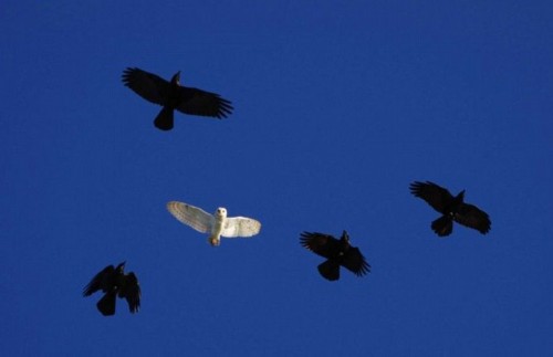 èͷӥ����ѻΧ�����˻���