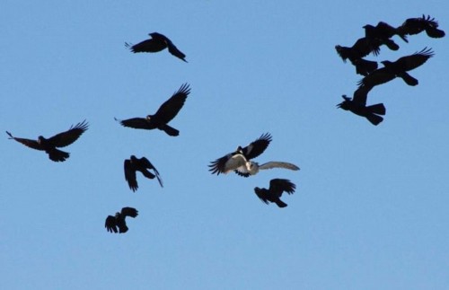 èͷӥ����ѻΧ�����˻���