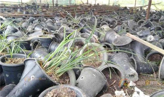 �Ĵ��ϰ���������ҹ����7ǧ������ ��ֵǧ��(ͼ)