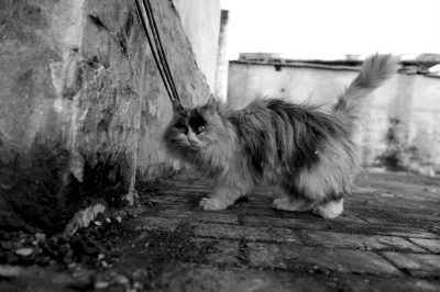 流浪猫在烧毁的猫舍废墟上寻找之前的窝。京华时报记者 谭青 摄