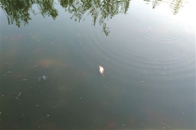 揭捕售利益链:多店售放生动物 有放生点收门票