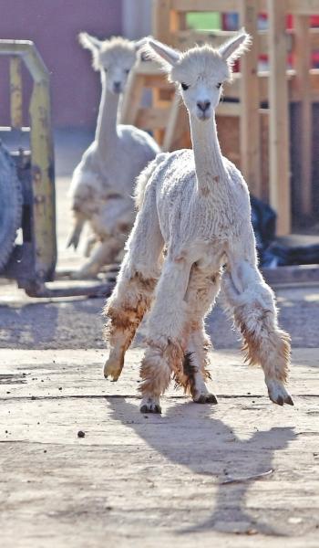 Hello�������������� 622ֻ�ȳ����ա��ս�����ԭ