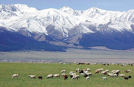 新疆哈密初夏雪景恍若仙境 草原银装素裹 温度低至零下_社会_中国台湾网