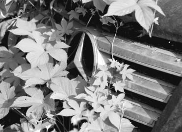 �ɶ�������ͣ��������ġ���ʬ������������·�����۳���