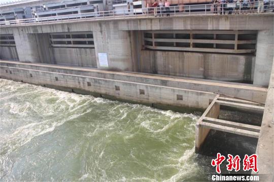 数万斤鱼洄游产卵遭哄抢襄阳疏散聚集大坝鱼群