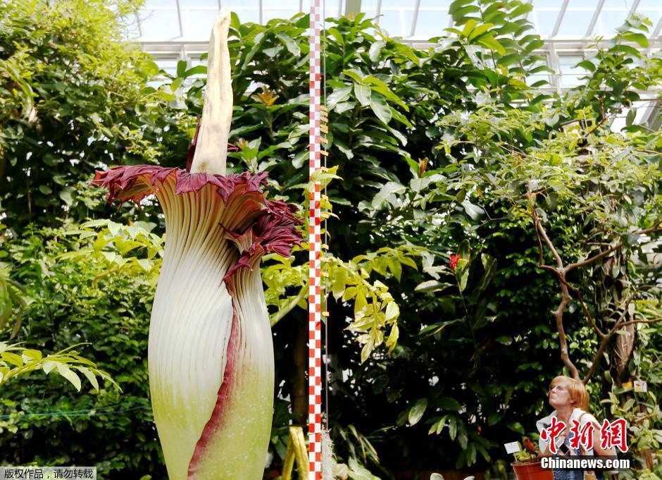 ����ʱչ������������Ļ� �ߴ�3����ζѬ��