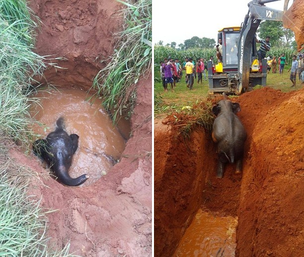 印幼象掉进施工井 象妈妈彻夜嚎鸣求救 印幼象掉进施工井 象妈妈彻夜嚎鸣求救