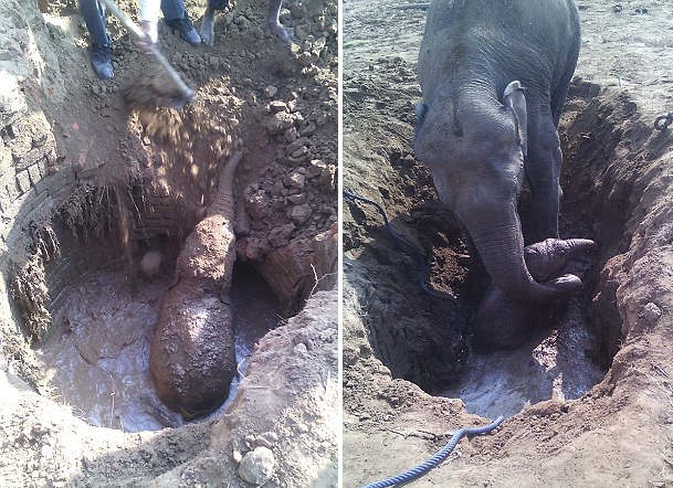 印幼象掉进施工井 象妈妈彻夜嚎鸣求救 印幼象掉进施工井 象妈妈彻夜嚎鸣求救