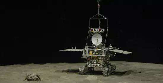 与孤独斗争972天 那只顽强的兔子永远离开了我们