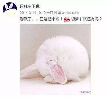 与孤独斗争972天 那只顽强的兔子永远离开了我们