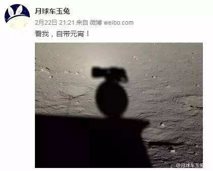 与孤独斗争972天 那只顽强的兔子永远离开了我们