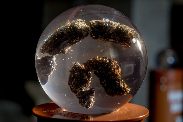 国家便便博物馆里的展品,臭鼬粪便。