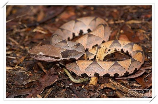 中国十大毒蛇排行榜