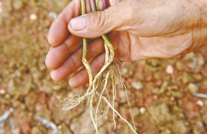 农户轻信电视购物 花4万种新品种人参结出菜籽 农户轻信电视购物 花4万种新品种人参结出菜籽