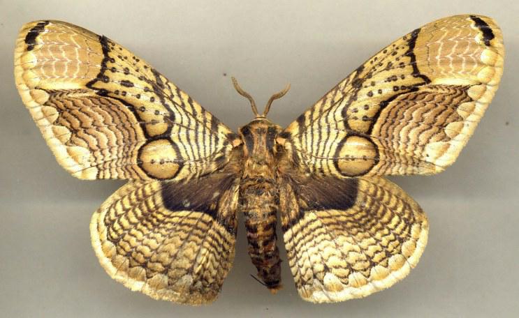 生长速度快了两周成都天太热让“神蝶”疯长? 生长速度快了两周成都天太热让“神蝶”疯长?