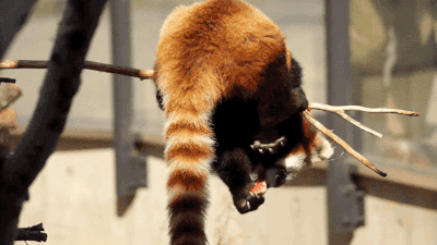 小熊猫真是一种天然傻白甜的生物