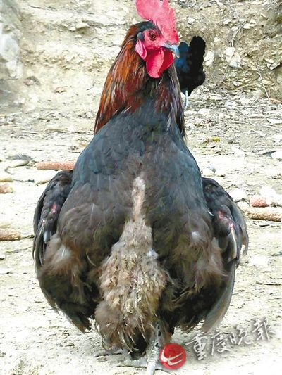 农户家中土鸡昂首挺胸学人走路 农户家中土鸡昂首挺胸学人走路