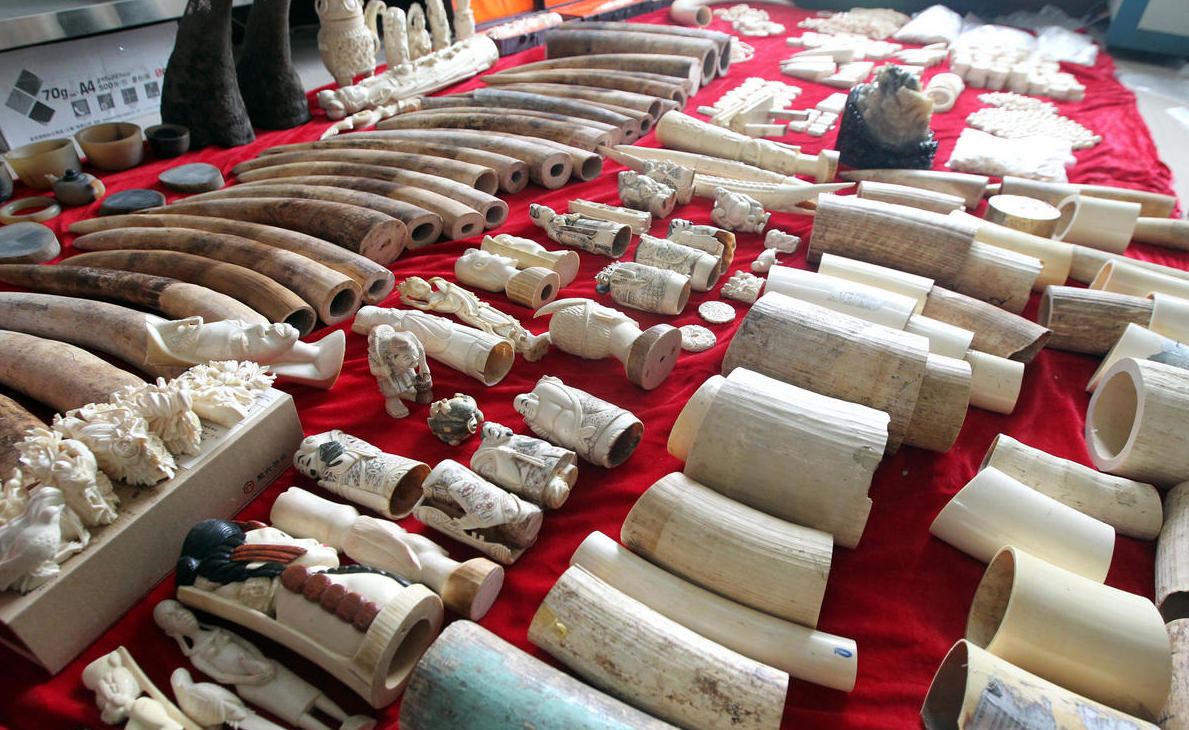 �����ƻ�Ұ��������Ʒ�� ����Ϭţ�ǳ�1200��