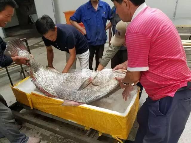 �㽭���񲶵����㿪��110�������۱Ȼƽ�(ͼ)