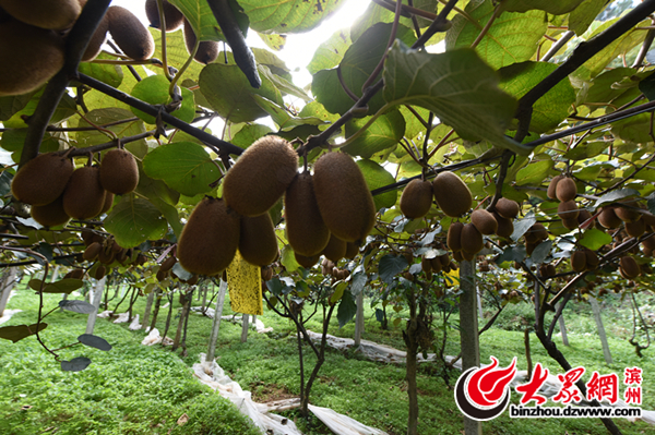 阳明文化盛开在修文 知行合一践行核心价值观