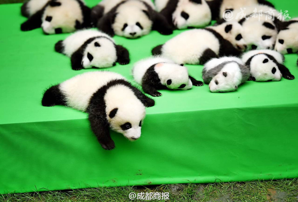 �����һ���ţ�23ֻ��è���м�������