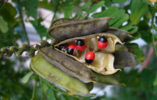 长在树上的相思豆