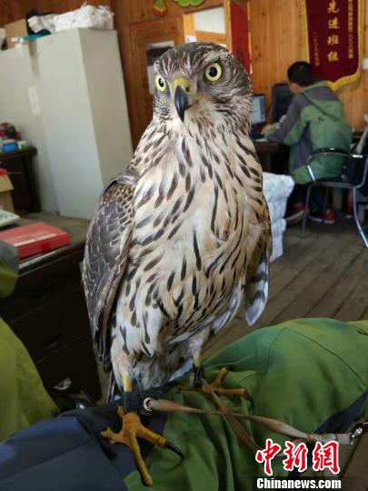 ��������ӥ�빫�������������ڽ��䲶�����