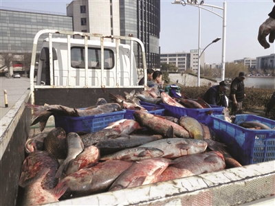 1000多公斤大鱼陆续送达食堂