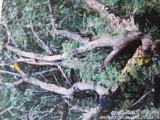 被盗伐偷运的红豆杉